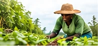 agriculture — contextual programme image