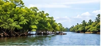 mangroves — contextual programme image