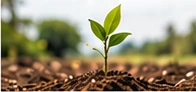 seedling — contextual programme image